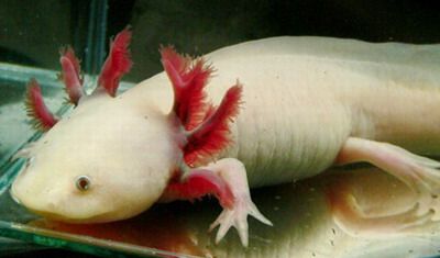 axolotl_00.jpg